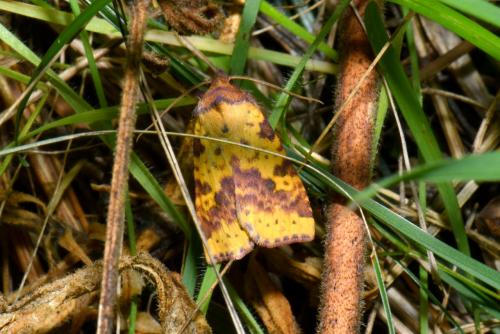 Réf. 240 973 : Xanthia togata